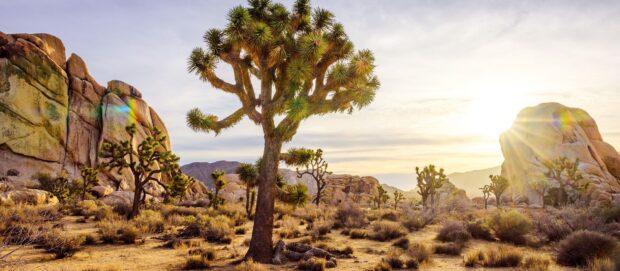 A scenic view of Joshua Tree in a desert landscape with sunlight illuminating the rocky terrain