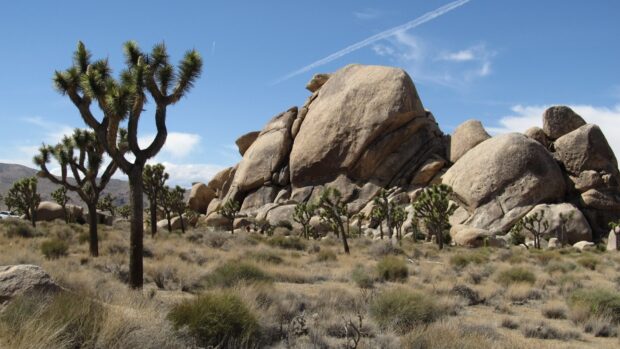 A vast desert landscape with Joshua tree and large rock formations under a clear blue sky