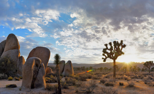 Joshua Tree desert landscape with unique plants and rock formations at sunset