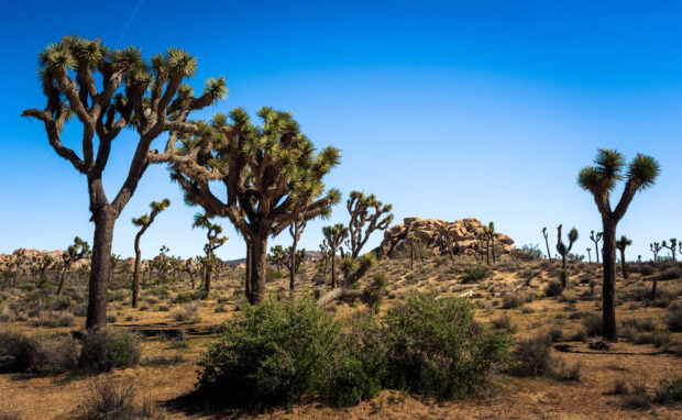 Joshua Tree plants growing in a desert landscape under a clear blue sky