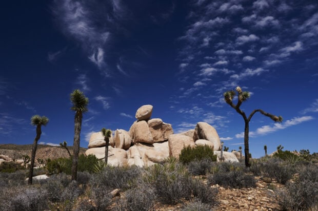 Joshua trees and rock formations under a deep blue sky in Joshua Tree desert landscape