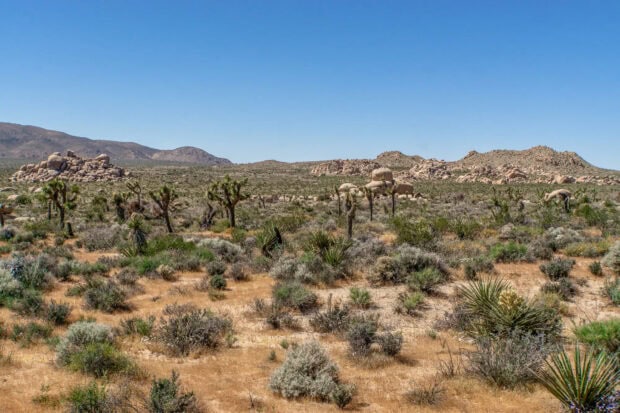A desert landscape with Joshua trees and rocky hills under a clear blue sky