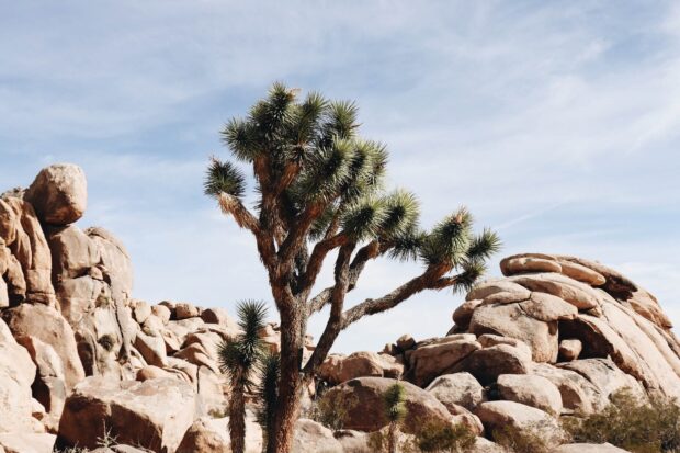 A Joshua tree standing among large rocks under a clear blue sky in a desert landscape