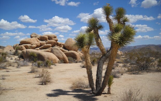 A Joshua Tree standing in a desert landscape with large rock formations under a blue sky with clouds