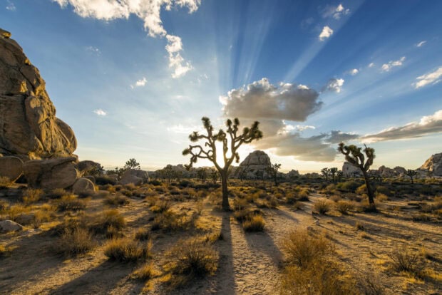 A Joshua Tree stands tall in the desert with rays of sunlight breaking through clouds in a clear sky