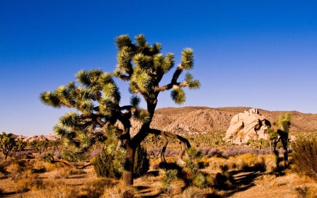 A large Joshua tree stands tall in a desert landscape with rocky hills in the background