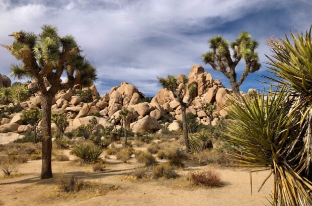 Joshua trees growing in a desert landscape with rocky hills under a cloudy sky