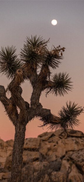 A close up of a Joshua Tree in the desert with a full moon in the sky at dusk