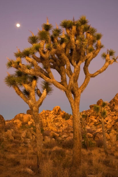 Joshua tree standing tall in rocky desert landscape under a glowing moon at dusk