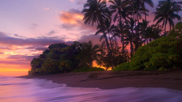 Kauai coastline with palm trees at colorful sunset sky