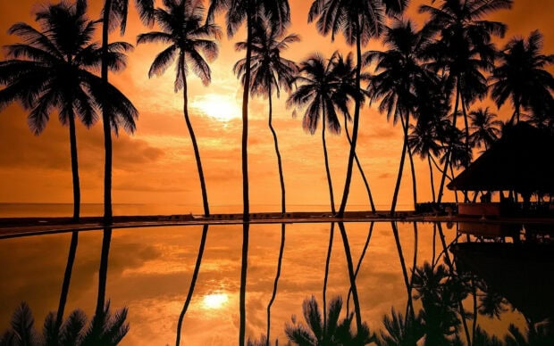Tall palm trees reflection at sunset in Kauai with vibrant orange sky and calm water