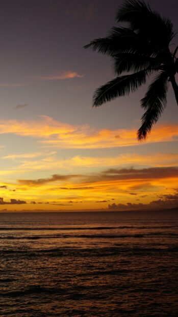 Palm tree silhouette over Kauai golden sunset sky