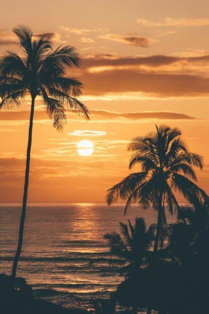 Tall Kauai sunset with palm trees over the ocean