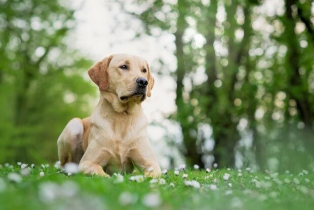 A Labrador Retriever lying on grass with flowers in a peaceful green outdoor setting