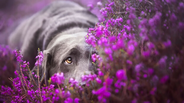 A Labrador Retriever resting quietly among vibrant purple flowers in a natural setting