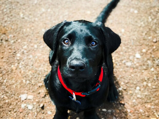 Black Labrador Retriever puppy sitting on ground with red collar