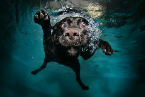 A black Labrador retriever swimming underwater with bubbles around its face