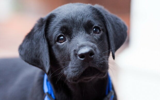 Cute black Labrador Retriever puppy looking with a blue collar