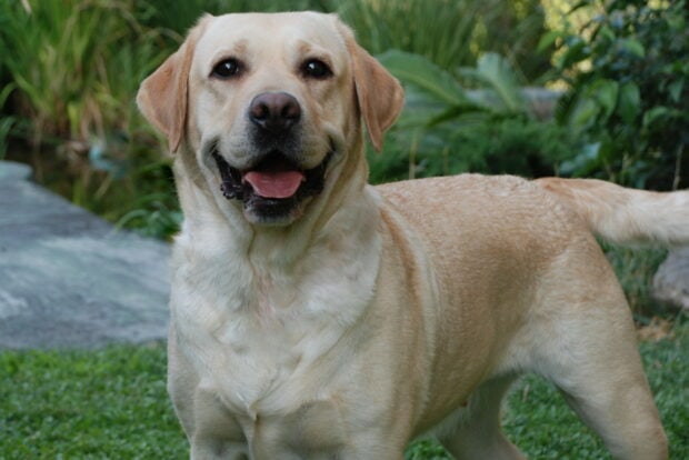 Happy Labrador Retriever standing on the grass in a garden