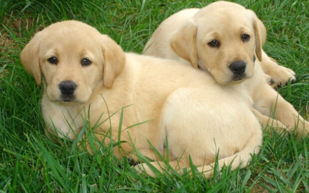 Two Labrador Retriever puppies resting on green grass looking at the camera