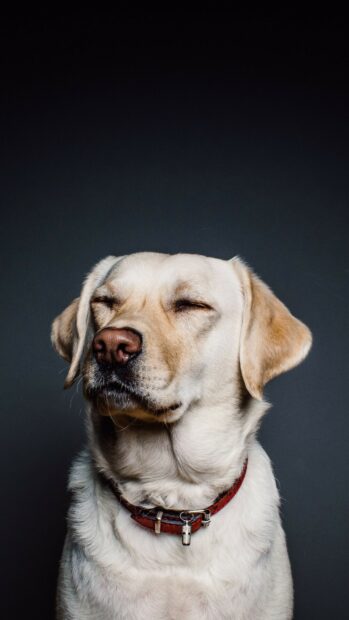 A calm Labrador retriever with closed eyes wearing a red collar against a dark background