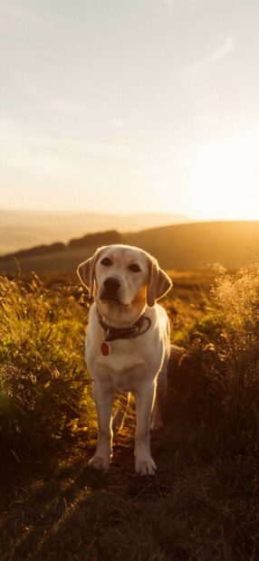 A Labrador Retriever standing on a grassy path during golden hour sunlight