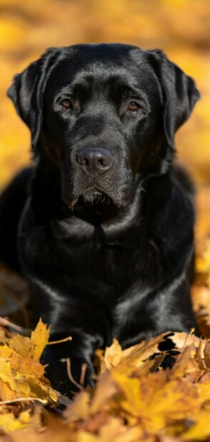 Black Labrador Retriever resting among yellow autumn leaves in a natural setting