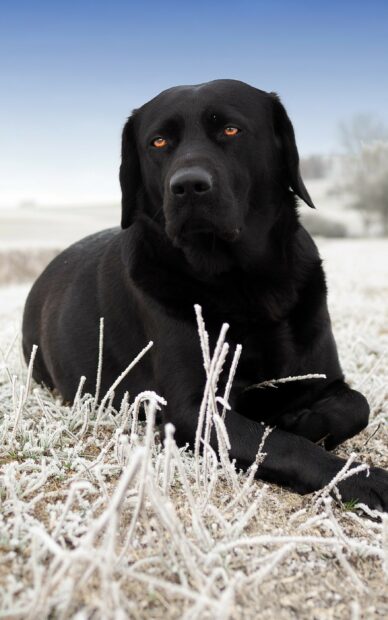 A black Labrador Retriever lying on frost covered grass in a cold outdoor setting