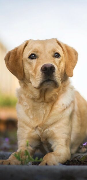 Close up of a Labrador Retriever lying down outdoors looking attentive