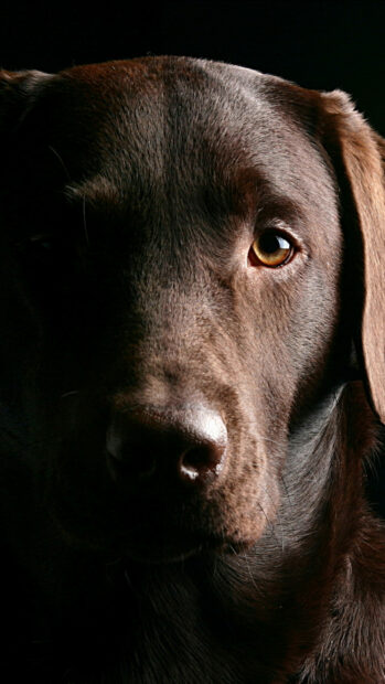 Close up of a Labrador Retriever with deep brown fur and bright eyes in low light