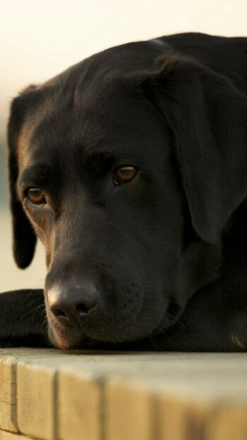 Close up of a Labrador resting with deep brown eyes and a calm expression