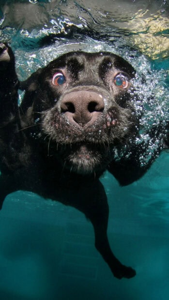 A black Labrador retriever swimming underwater with bubbles around its face
