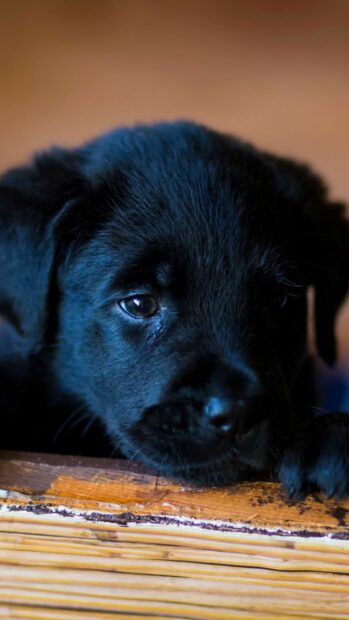 Close up of a Labrador Retriever puppy resting on wooden surface with soft lighting