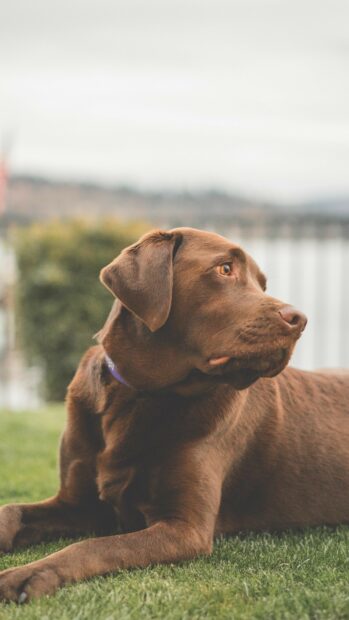 A brown Labrador Retriever resting on grass looking to the side