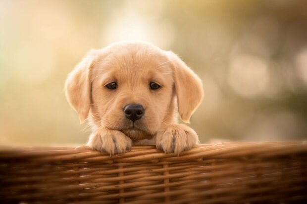 Cute Labrador Retriever puppy resting paws on a wicker basket with a soft background