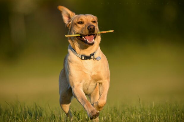 Labrador Retriever running with a stick in its mouth on grass field