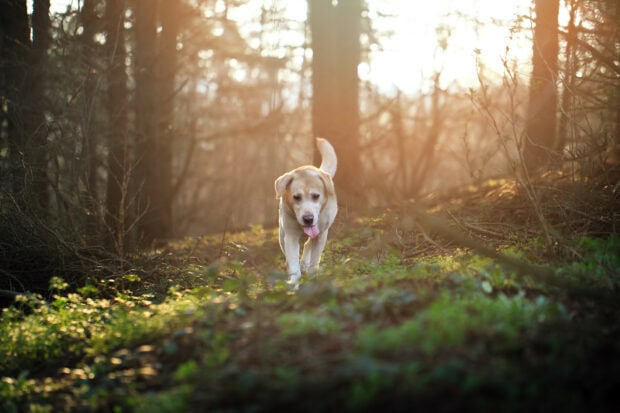 Labrador Retriever walking through a sunlit forest path with its tongue out