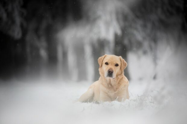 A Labrador Retriever lying calmly on snow covered ground with a blurred winter forest background