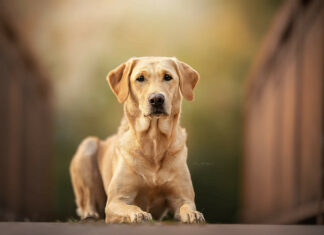 A Labrador retriever lying down attentively between wooden fences in a natural setting