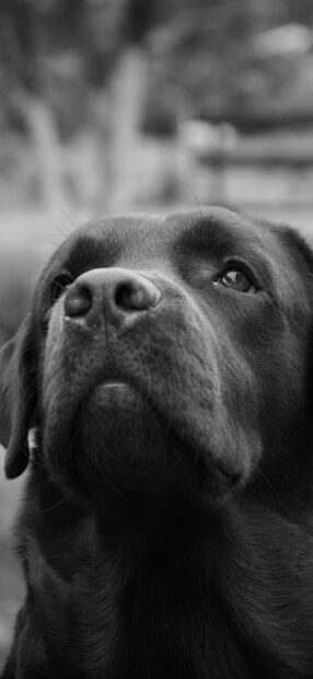 Close up of a Labrador retriever looking thoughtful outdoors