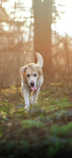 Labrador Retriever walking through a forest with its tongue out in natural light