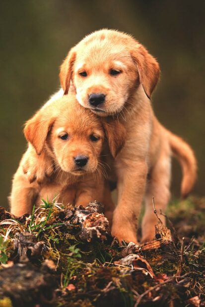 Two Labrador Retriever puppies exploring nature together