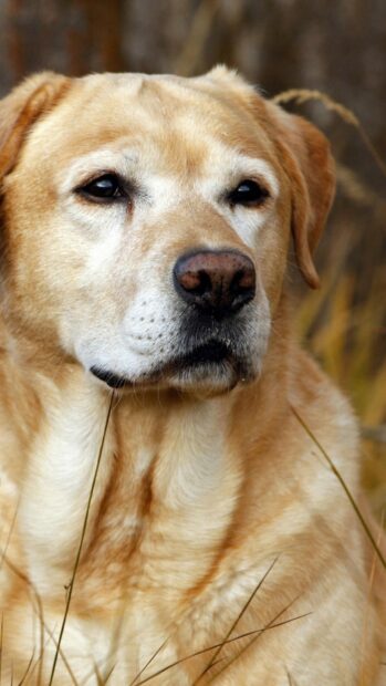Close up of a Labrador Retriever dog sitting in the grass outdoors