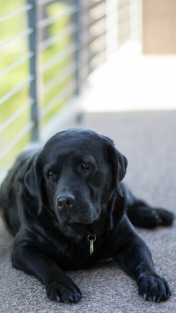 A black Labrador Retriever lying down on a textured floor near a railing outdoors