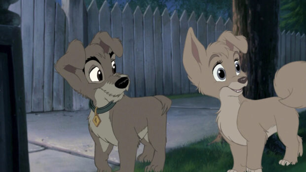 Young Lady and Tramp puppies standing outside near a wooden fence in the Lady And The Tramp series