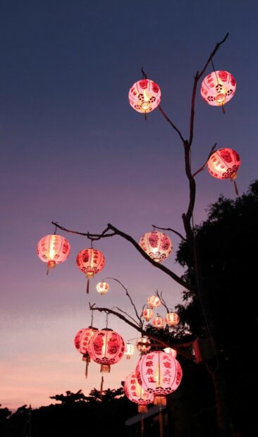 Red lanterns hanging from tree branches at dusk with warm glowing lanterns