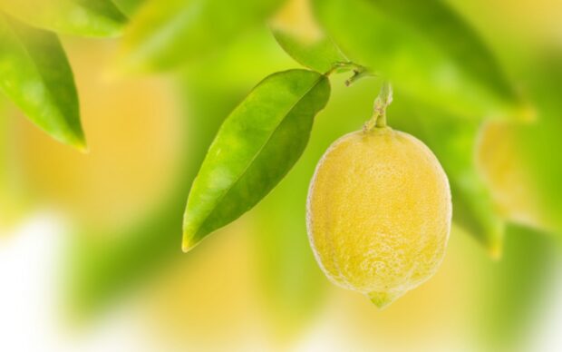 Fresh lemon hanging on tree branch with green leaves in natural setting