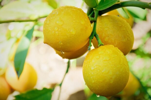 Fresh ripe lemons hanging on the tree branch with water droplets on the skin