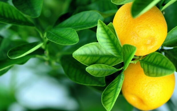 Two ripe lemons growing on a lemon tree branch with vibrant green leaves