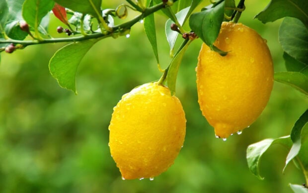Fresh lemons hanging on the tree with water droplets on the leaves and fruit